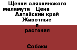 Щенки аляскинского маламута › Цена ­ 10 000 - Алтайский край Животные и растения » Собаки   